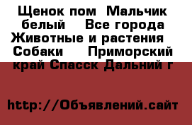 Щенок пом. Мальчик белый  - Все города Животные и растения » Собаки   . Приморский край,Спасск-Дальний г.